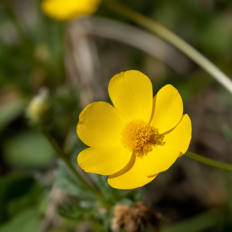 Nova ArdenSpire Golden Petal Plain illustration for Main Sights and Activities