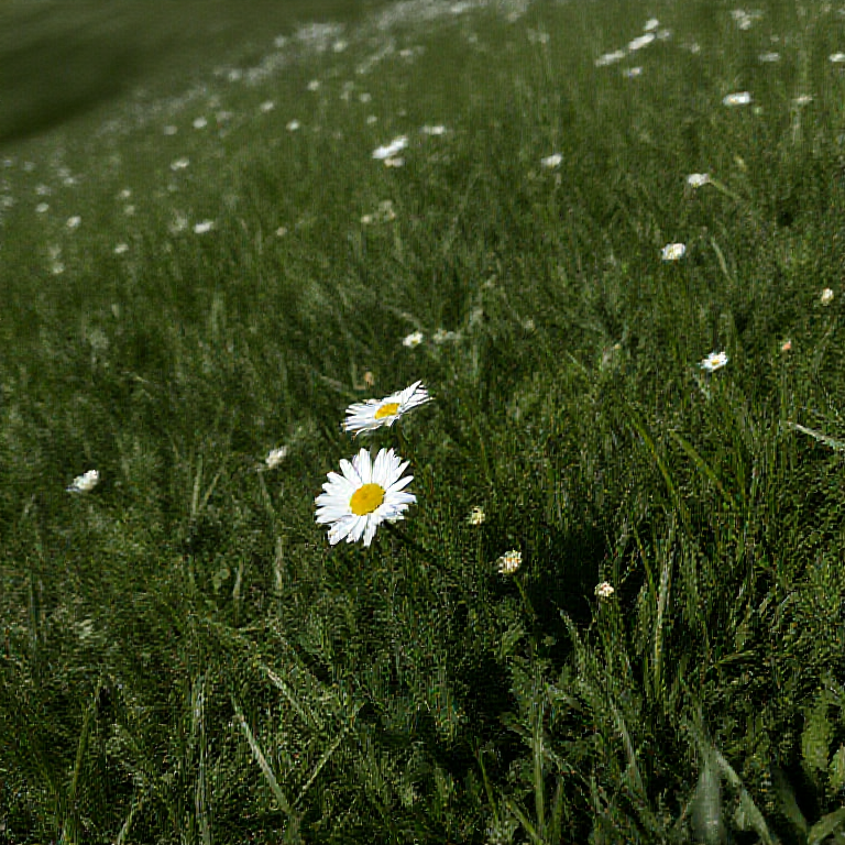 Prime AeroGlen Flower Sea attraction recommendation physical detail image