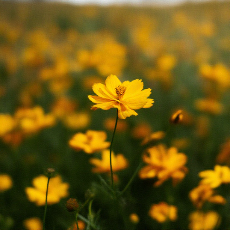 Lumen AmberField Flower Sea attraction recommendation supporting detail image 2