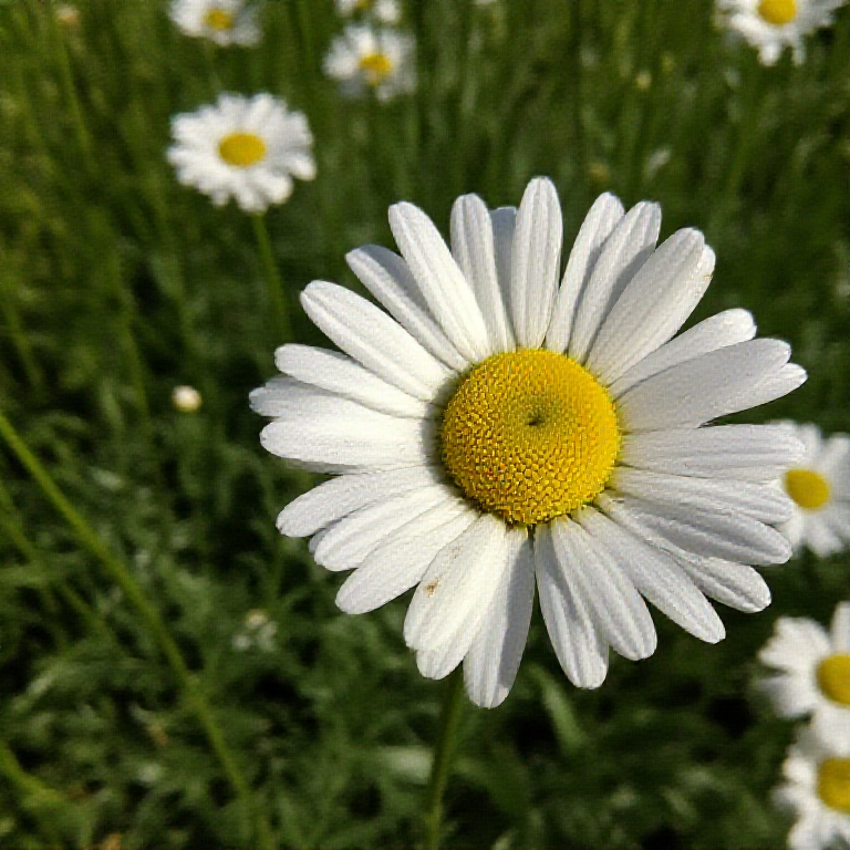 Civic ArdenDale Flower Sea attraction recommendation physical detail image
